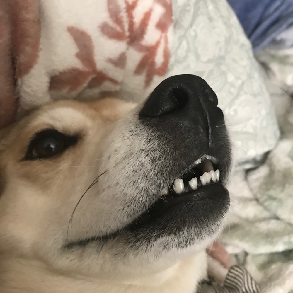 Meet your Posher, Daley